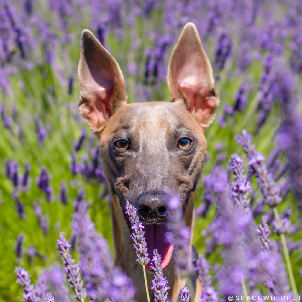 dog-in-lavender-spacewhippet